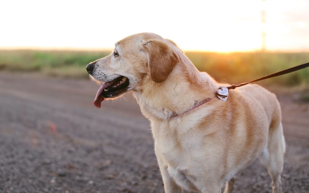 How to Find a Pet Sitter or Dog Walker Near You