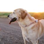 Finding a pet sitter or dog walker near you on Djobzy's live map