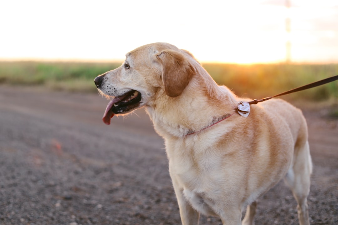 Finding a pet sitter or dog walker near you on Djobzy's live map